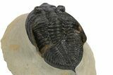 Zlichovaspis Trilobite - Atchana, Morocco #251068-3